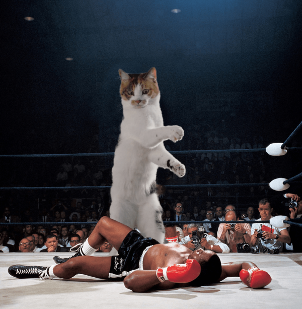 Кот-прыгун стал новым героем фотошоп-битвы в Сети (13 фото)