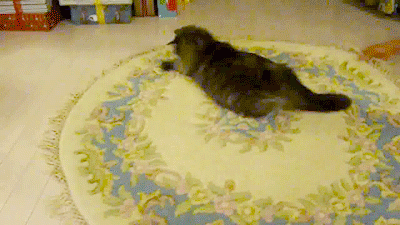 Прикольные гифки (20 гифок) 27.01.2021