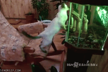 Прикольные гифки (20 гифок) 27.01.2021