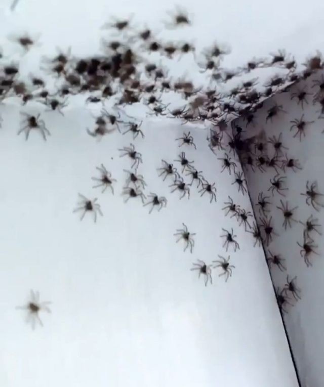 Теперь это наш дом: комнату женщины из Сиднея заполонили смертоносные пауки-охотники (4 фото)
