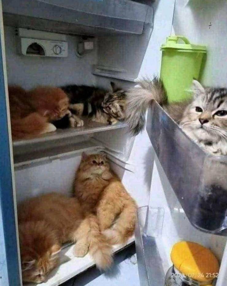 Подборка прикольных фото (30 фото) 29.01.2021