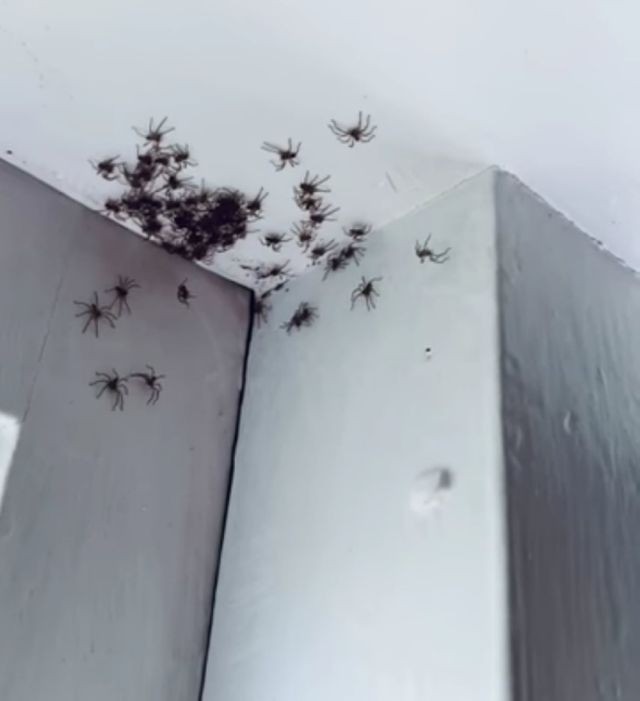 Теперь это наш дом: комнату женщины из Сиднея заполонили смертоносные пауки-охотники (4 фото)