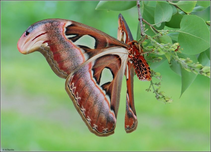 Самая большая в мире бабочка