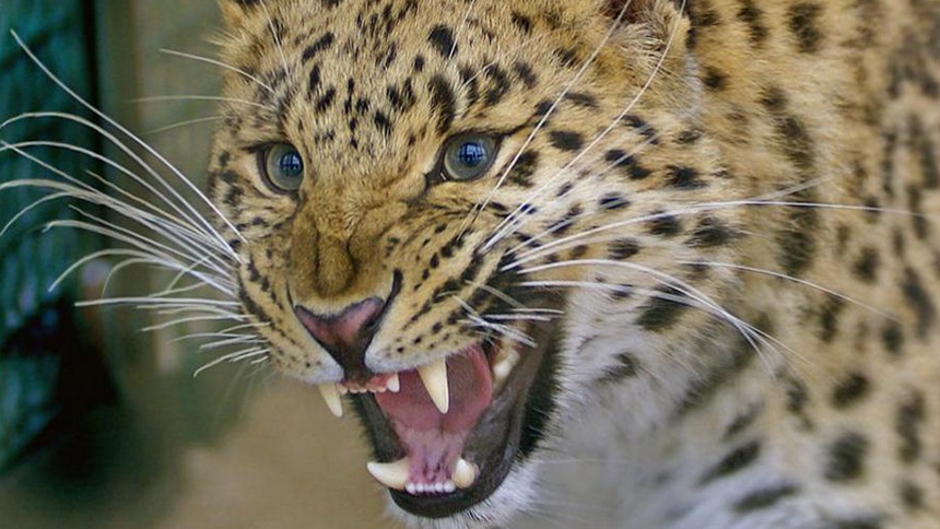 Индианка (56 лет) одержала победу в смертельной схватке с леопардом
