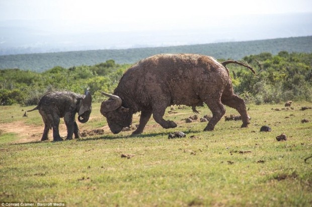 Как слоненок решил поиграть с быком (8 фото)