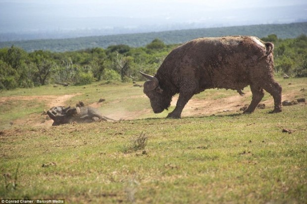 Как слоненок решил поиграть с быком (8 фото)