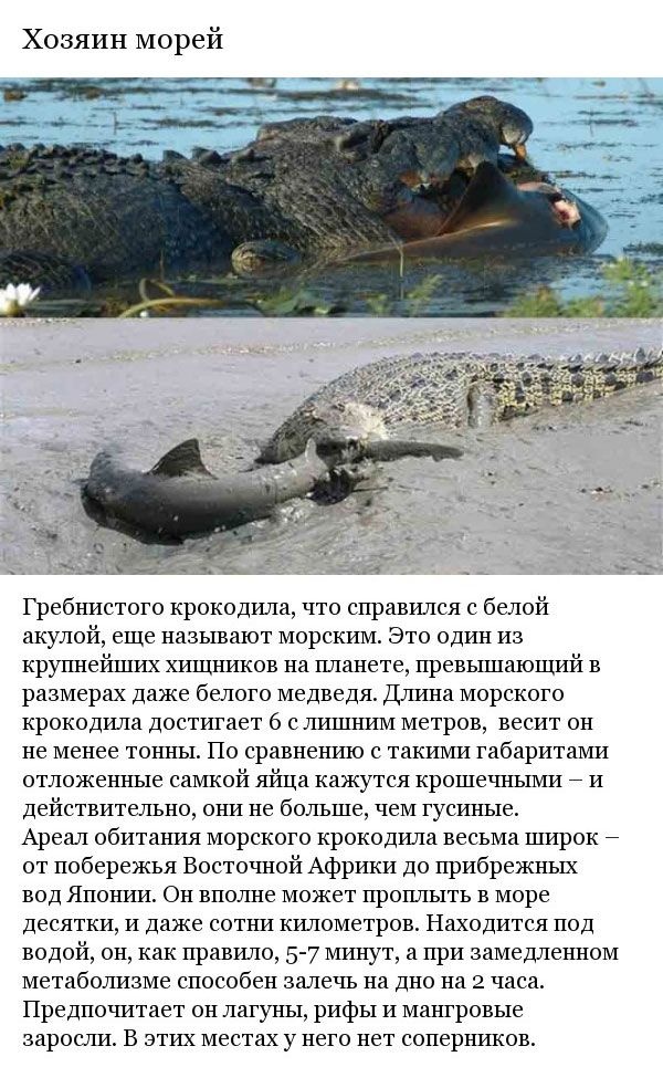 Неизвестные до этого факты о крокодилах (8 фото)