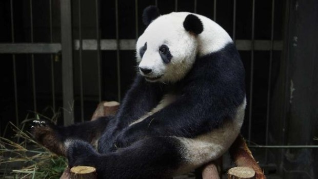 Панда притворилась беременной, чтобы получать больше внимания, фруктов и булочек (3 фото)