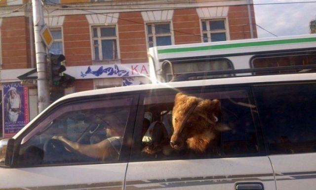 Медведи гуляют по улицам России (18 фото)