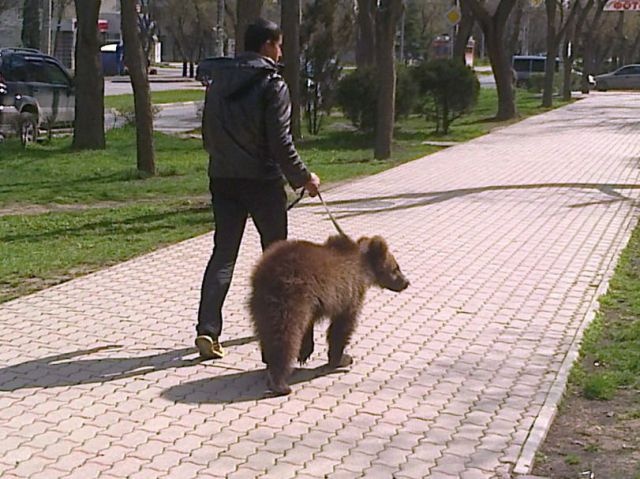 Медведи гуляют по улицам России (18 фото)