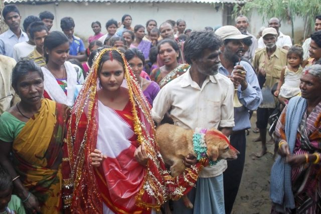 Необычная свадьба по-индийски (13 фото)