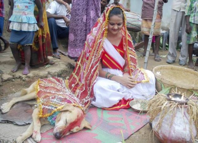 Необычная свадьба по-индийски (13 фото)