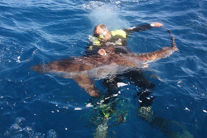 Как можно поймать акулу за хвост? (18 фото)