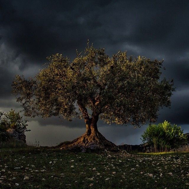 National Geographic в Instagram (38 фото)