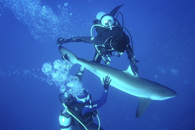 Как можно поймать акулу за хвост? (18 фото)