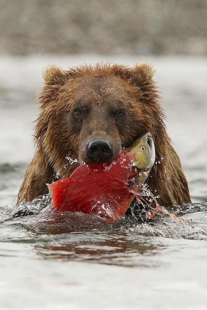 Победители конкурса Smithsonian Wilderness Forever (15 фото)