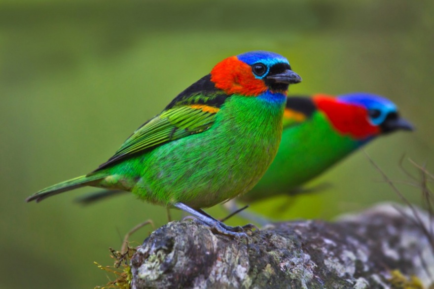 Экзотические птицы невиданной красы (12 фото)