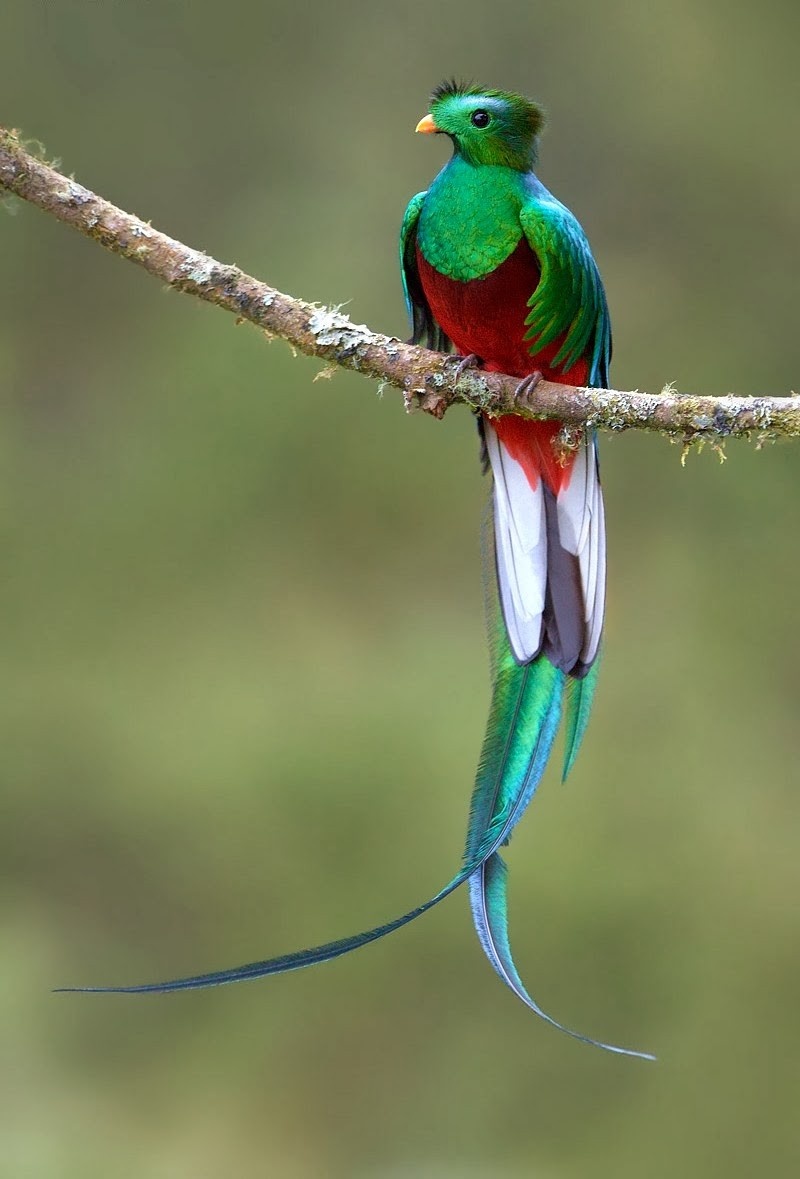 Экзотические птицы невиданной красы (12 фото)