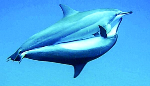 Интересные факты о дельфинах (12 фото)