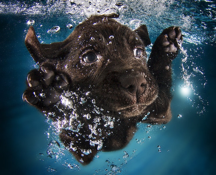 Смешные плавающие щенки (10 фото)