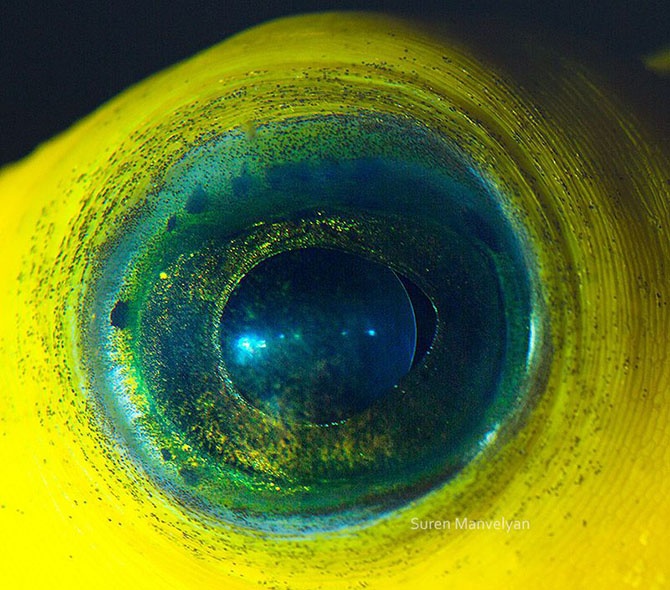 Глаза животного мира (18 фото)