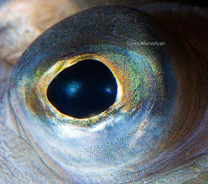 Глаза животного мира (18 фото)