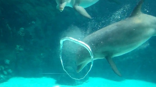 Интересные факты о дельфинах (12 фото)