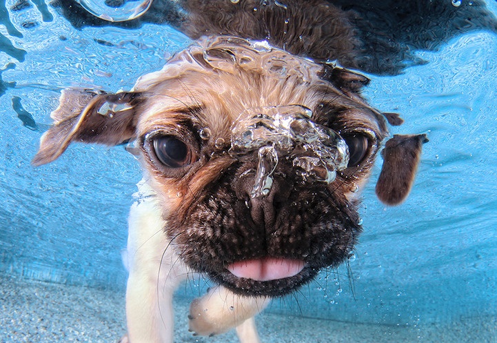 Смешные плавающие щенки (10 фото)