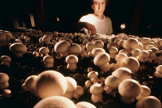 Лучшие грибные места по всему миру (10 фото)