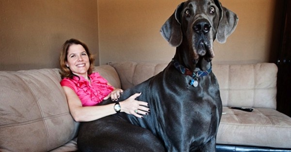 Умерла самая высокая собака в мире (8 фото)