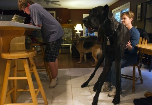 Умерла самая высокая собака в мире (8 фото)