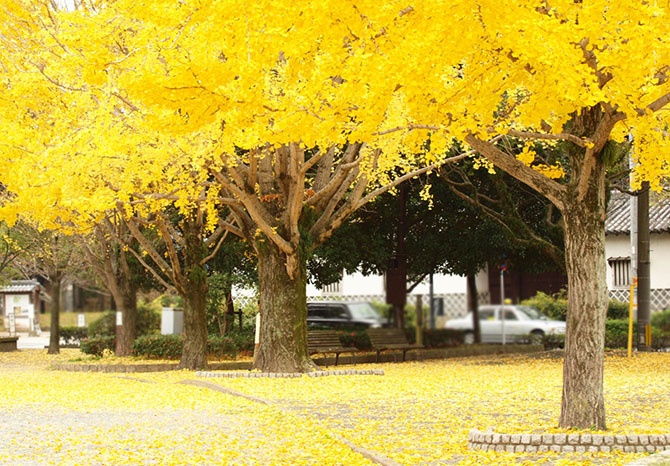Яркие цвета осени (12 фото)
