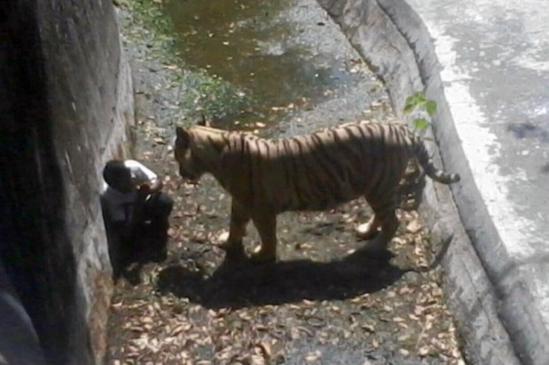 Белый тигр загрыз подростка в зоопарке Индии (7 фото)