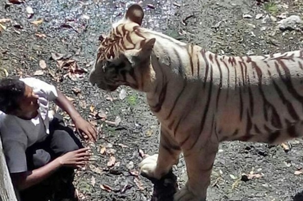Белый тигр загрыз подростка в зоопарке Индии (7 фото)