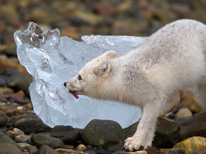 Лучшие фотографии National Geographic сентября 2014 (21 фото)