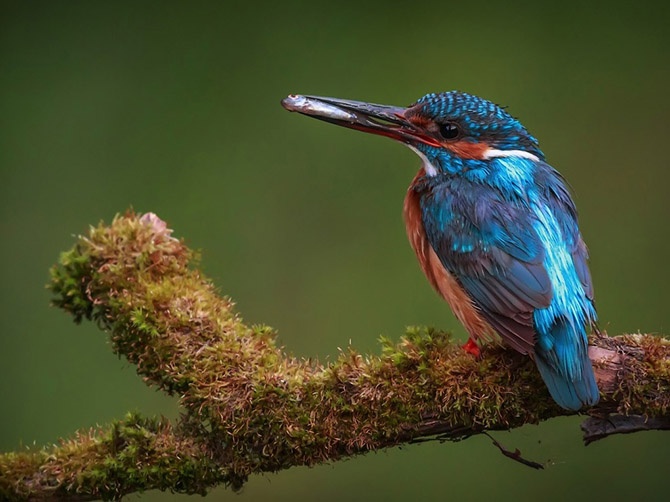 Лучшие фотографии National Geographic сентября 2014 (21 фото)