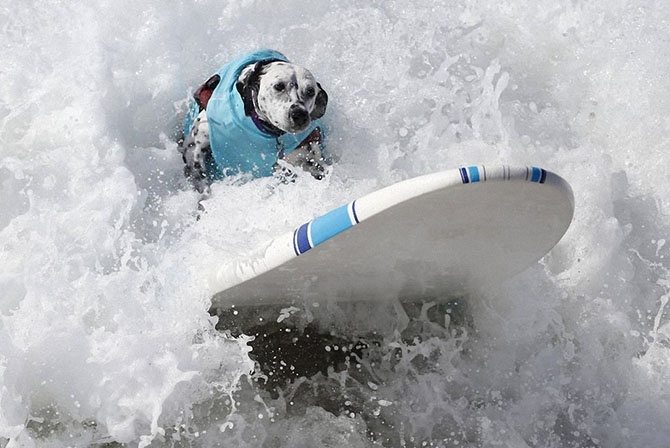 Как прошел самый необычный конкурс сёрфинга в Калифорнии (18 фото)