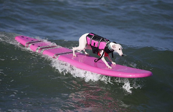Как прошел самый необычный конкурс сёрфинга в Калифорнии (18 фото)