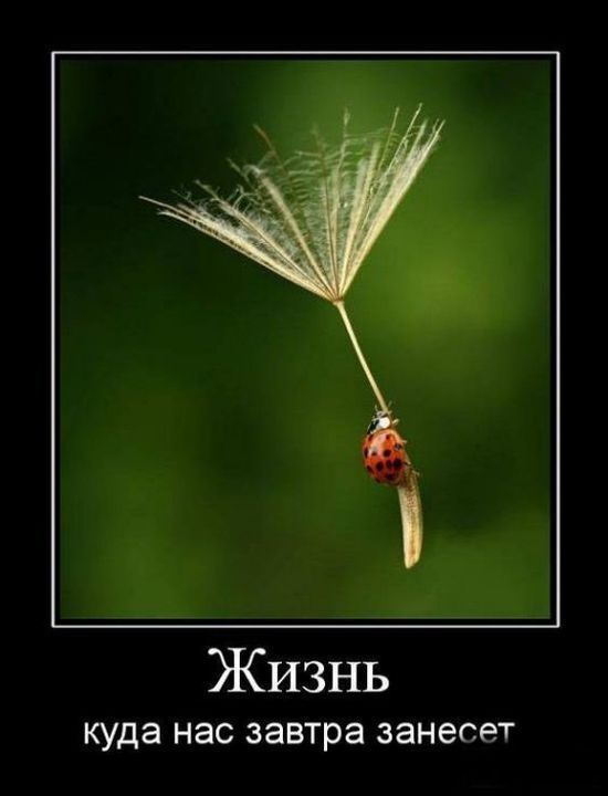 Демотиваторы 06.10.2014 (30 фото)