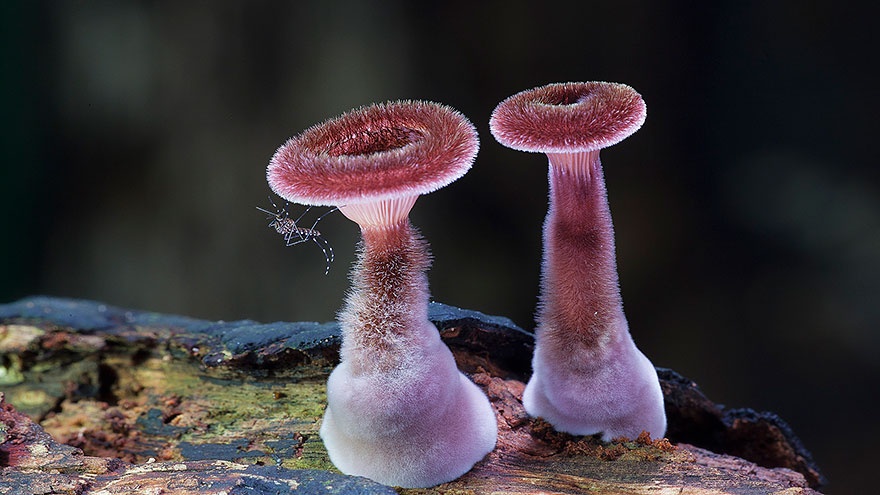 Таинственный мир грибов (20 фото)