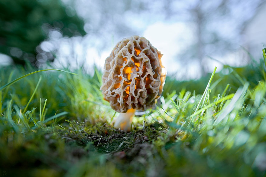 Таинственный мир грибов (20 фото)