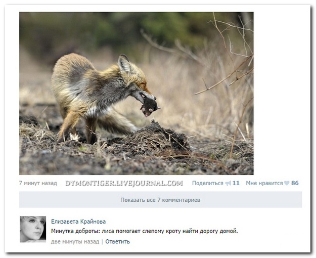 Смешные комментарии из соцсетей от 07.10.2014 (10 фото)