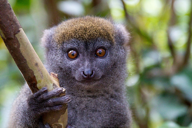 Животные-эндемики Мадагаскара (20 фото)