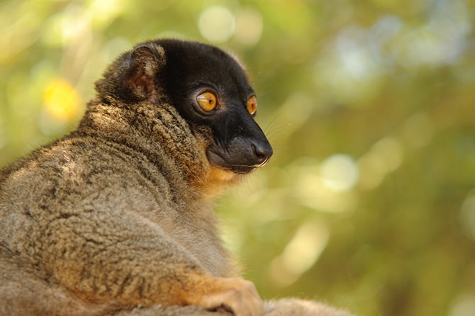 Животные-эндемики Мадагаскара (20 фото)