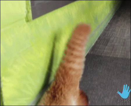 Веселые животные всегда вне конкуренции! (19 фото + 3 гифки)