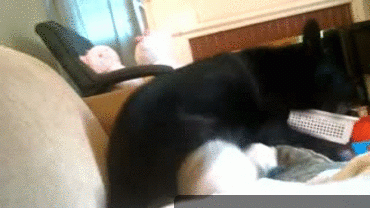 Классные гифки 15.10.2014 (25 гифок)