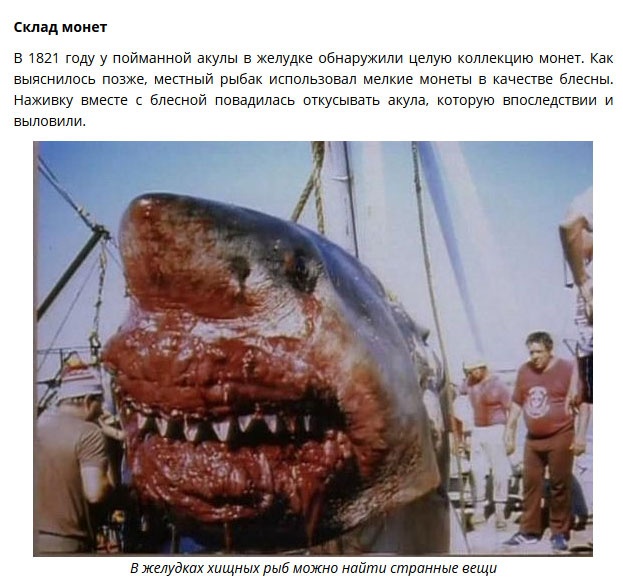 Необычные находки в желудках акул (9 фото)