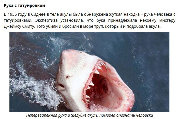 Необычные находки в желудках акул (9 фото)