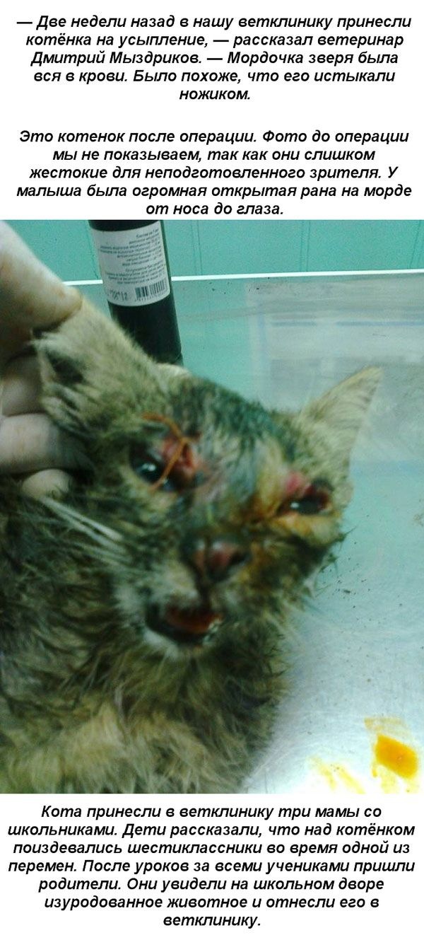 Котенок, пострадавший от живодеров и спасенный детьми (4 фото)