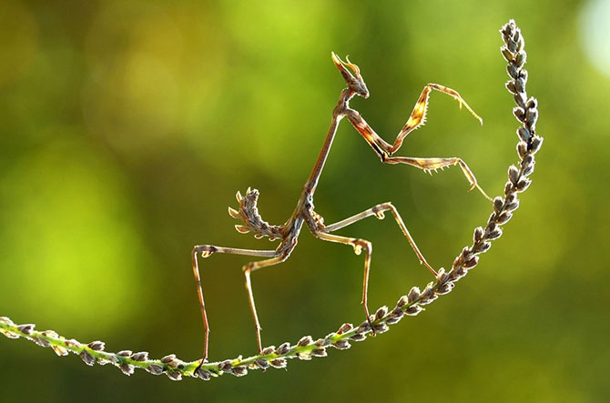 Лучшее с конкурса фотографии National Geographic 2014 (27 фото)